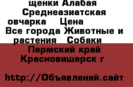 щенки Алабая (Среднеазиатская овчарка) › Цена ­ 15 000 - Все города Животные и растения » Собаки   . Пермский край,Красновишерск г.